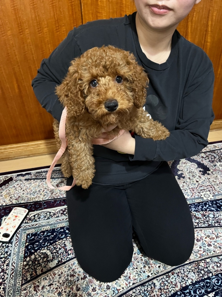 暴れん坊のロイくんですから
先ずは抱っこの仕方から。